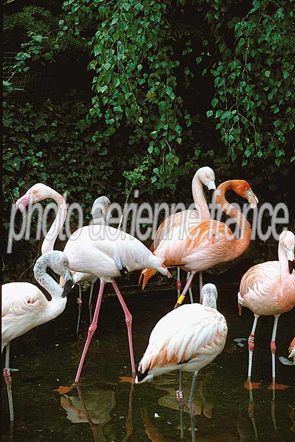 00flamants-roses-3-e