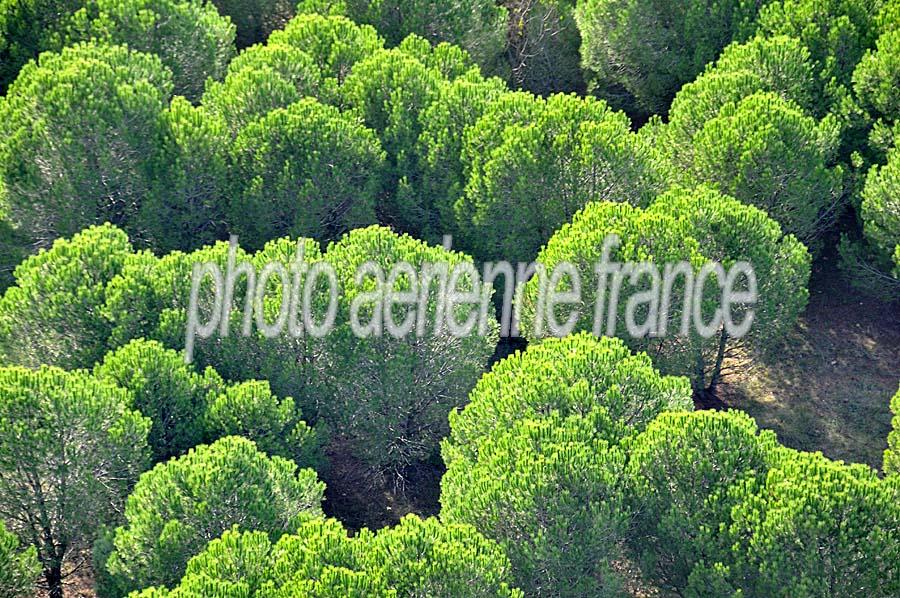 00foret-pin-3-1009