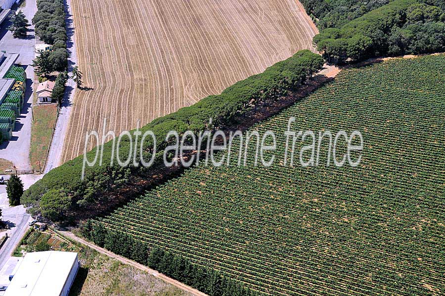 00vigne-languedoc-19-0708