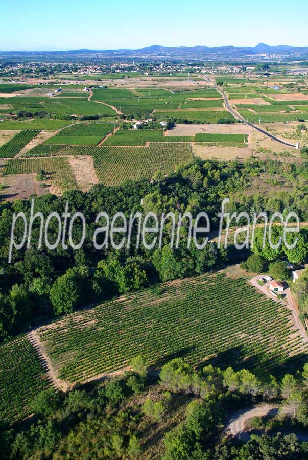 00vigne-languedoc-3-0806